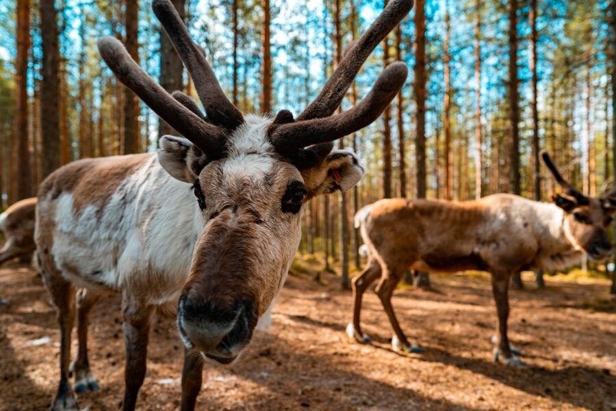 Rovaniemi: Quad Bike Safari, Reindeer & Husky Farm Visit - Petting, photos, and what guides actually do for you