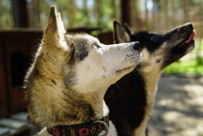 Quad Bike Safari, Reindeer & Husky Farm Visit