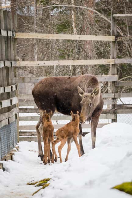 Rovaniemi: Ranua Arctic Wildlife & Hot BBQ lunch + Transfers - The Arctic wildlife park walk, spotting animals in natural snowy settings