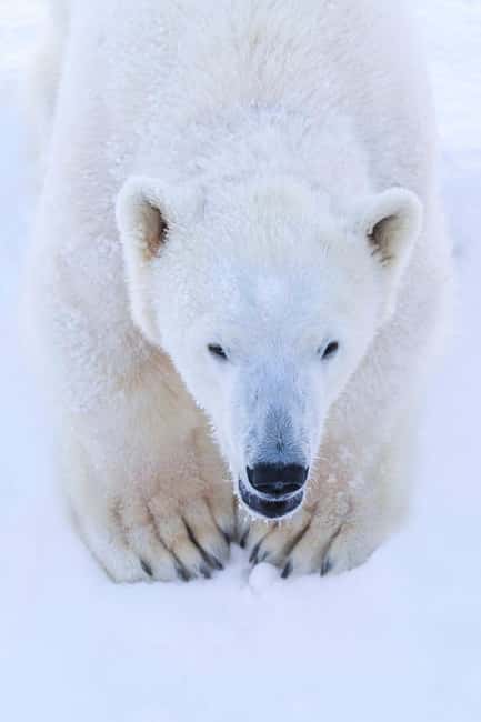 Rovaniemi: Ranua Arctic Wildlife & Hot BBQ lunch + Transfers - Hot BBQ lunch plus warm drinks, the reset button you will appreciate
