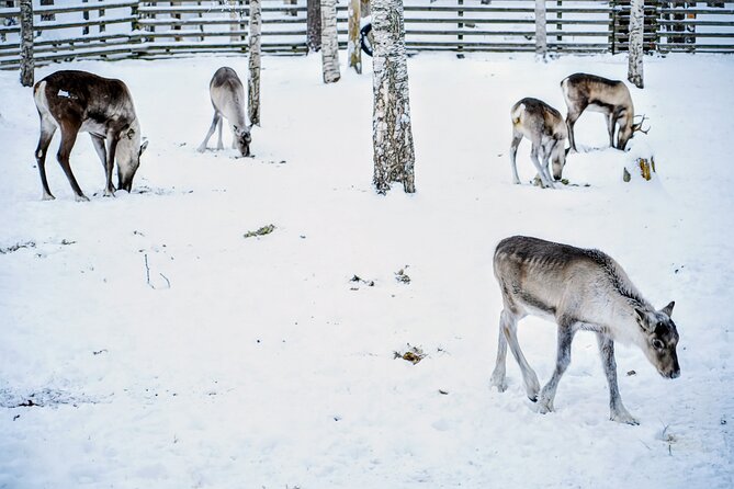 Rovaniemi: Ranua Arctic Wildlife Zoo Park Tour & Hot BBQ lunch - Why Ranua Arctic Wildlife Zoo is worth the drive from Rovaniemi