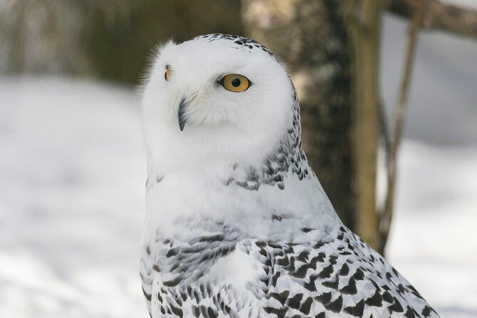 Rovaniemi: Ranua Arctic Wildlife Zoo Park Tour & Hot BBQ lunch - The hot BBQ lunch and fire break, a winter comfort win