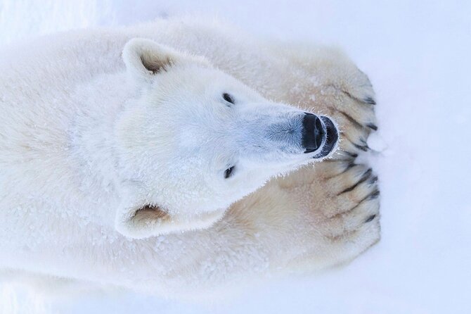 Rovaniemi: Ranua Arctic Wildlife Zoo Park Tour & Hot BBQ lunch - Price and value: what $150.56 buys you in Lapland