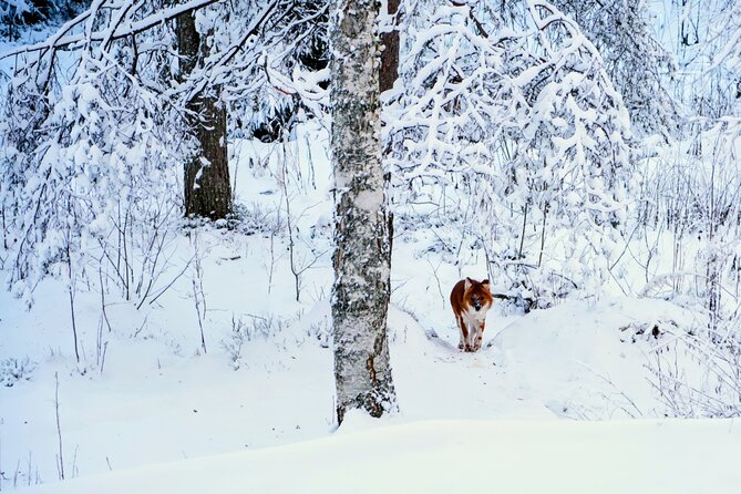 Rovaniemi: Ranua Arctic Wildlife Zoo Park Tour & Hot BBQ lunch - Weather reality and how to plan your expectations