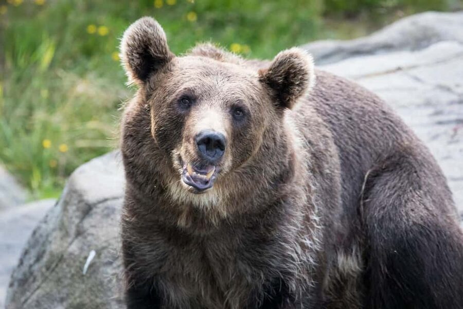 Rovaniemi: Ranua Wildlife Park Day Trip - Key takeaways before you go