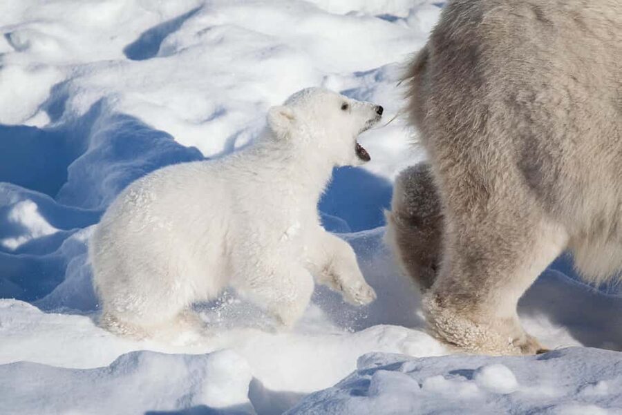 Rovaniemi: Ranua Wildlife Park Day Trip - Rovaniemi to Ranua Wildlife Park, the 5-hour rhythm