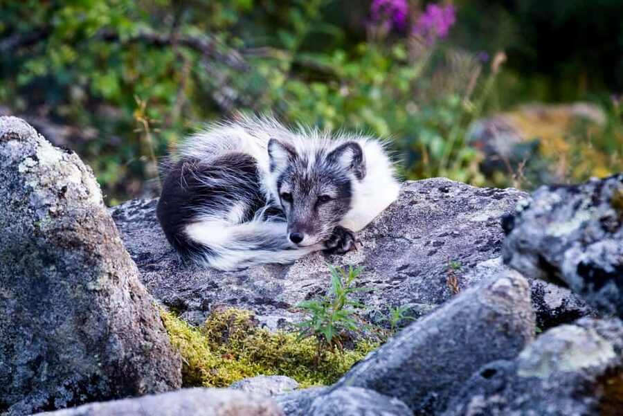Rovaniemi: Ranua Wildlife Park Day Trip - Otters, Arctic foxes, and the 50+ Arctic species count