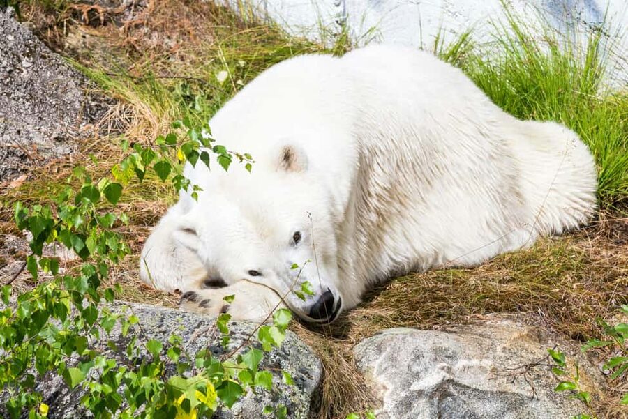 Rovaniemi: Ranua Wildlife Park Day Trip - Photo time in Lapland: camera-ready spots and cold-weather realism