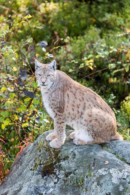 Rovaniemi: Ranua Wildlife Park Day Trip - Private van pickup and the scenic Lapland drive