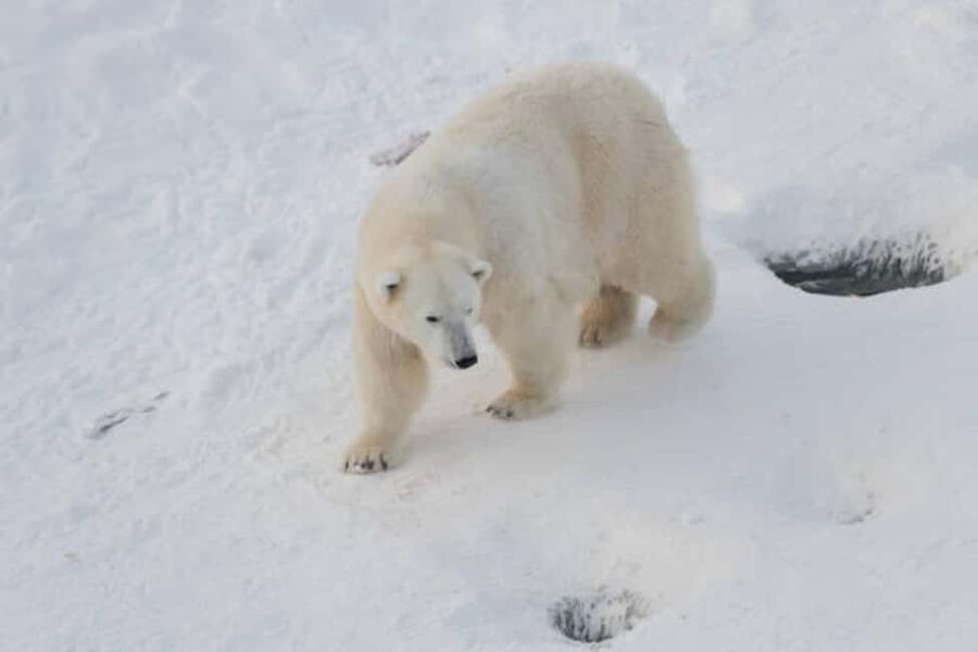 Rovaniemi: Ranua Wildlife Park Experience - Entering Ranua Wildlife Park: Your First Look at Arctic Nature