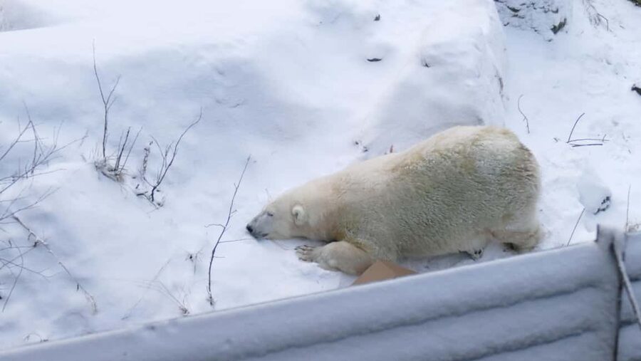 Rovaniemi: Ranua Wildlife Park Tour with Photos & Guide - Quick hits on the Ranua Wildlife Park tour