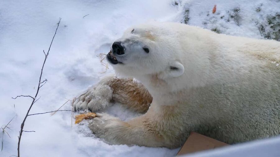 Rovaniemi: Ranua Wildlife Park Tour with Photos & Guide - Ranua Wildlife Park with Timo, not a drive-by zoo visit