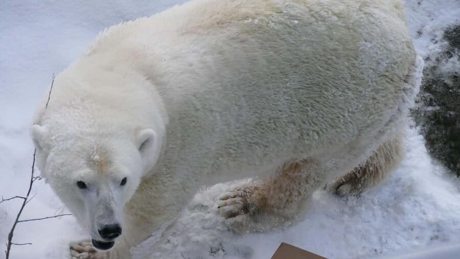 Rovaniemi: Ranua Wildlife Park Tour with Photos & Guide - Inside Ranua: a guided walk on a 2.5 km trail