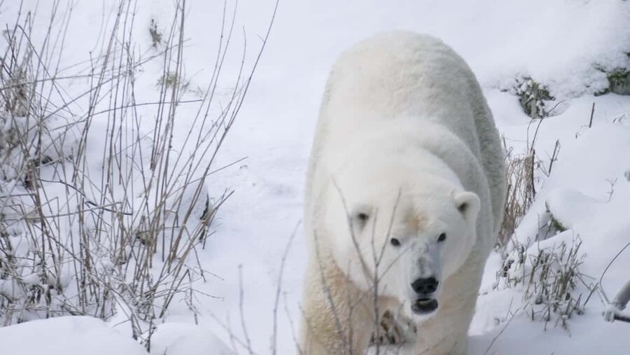 Rovaniemi: Ranua Wildlife Park Tour with Photos & Guide - Pickup and the winter ride out of Rovaniemi