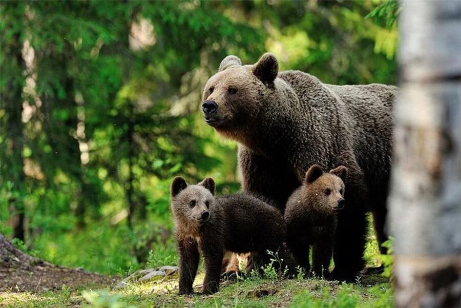 Rovaniemi: Ranua Zoo Entry Ticket with BBQ Picnic - The Arctic Zoo You Actually Want in Rovaniemi