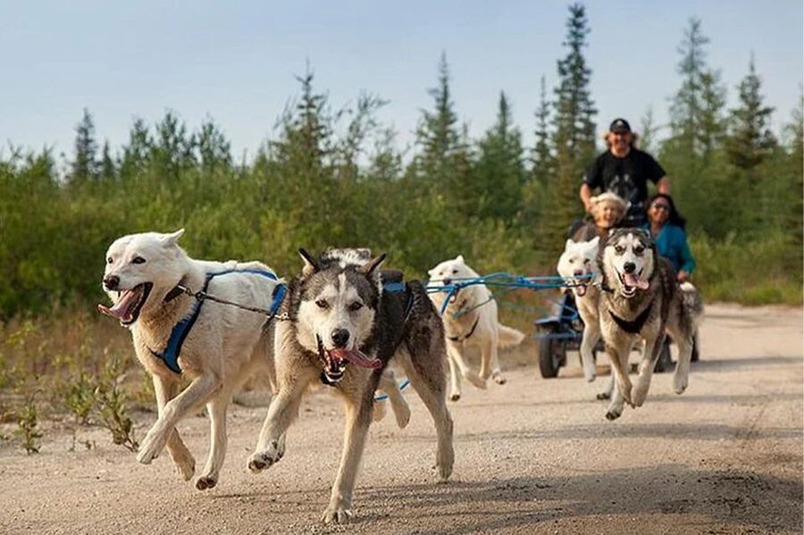 Rovaniemi: Ranua Zoo Entry Ticket with BBQ Picnic - Pickup, Timing, and the 5-Hour Reality Check
