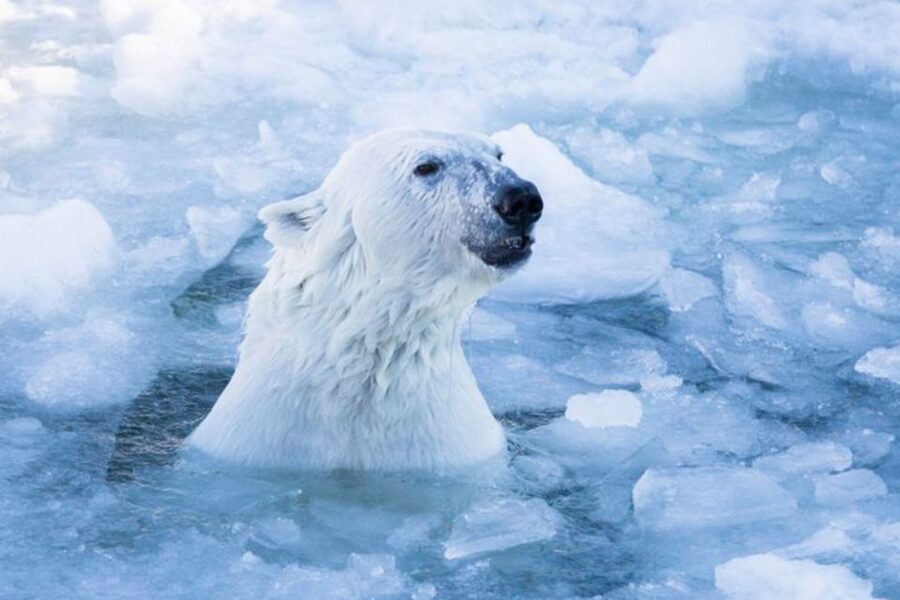 Rovaniemi: Ranua Zoo Ticket with Walking Tour and Lunch - Quick hits for Ranua Zoo with walking time and lunch