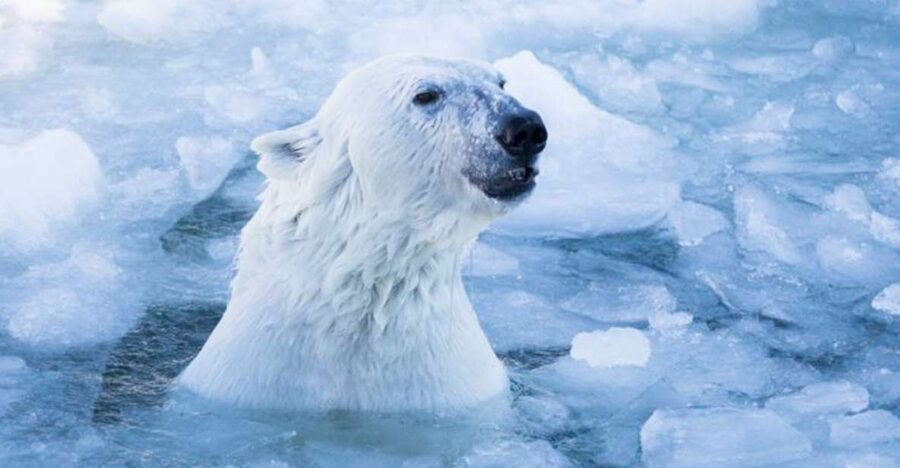 Rovaniemi: Ranua Zoo Ticket with Walking Tour and Lunch - Should you book this Ranua Zoo tour?
