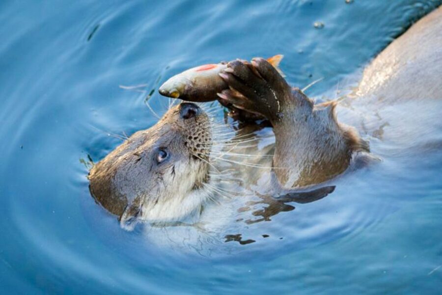 Rovaniemi: Ranua Zoo Ticket with Walking Tour and Lunch - From your hotel in Rovaniemi to Ranua Zoo, the easy way