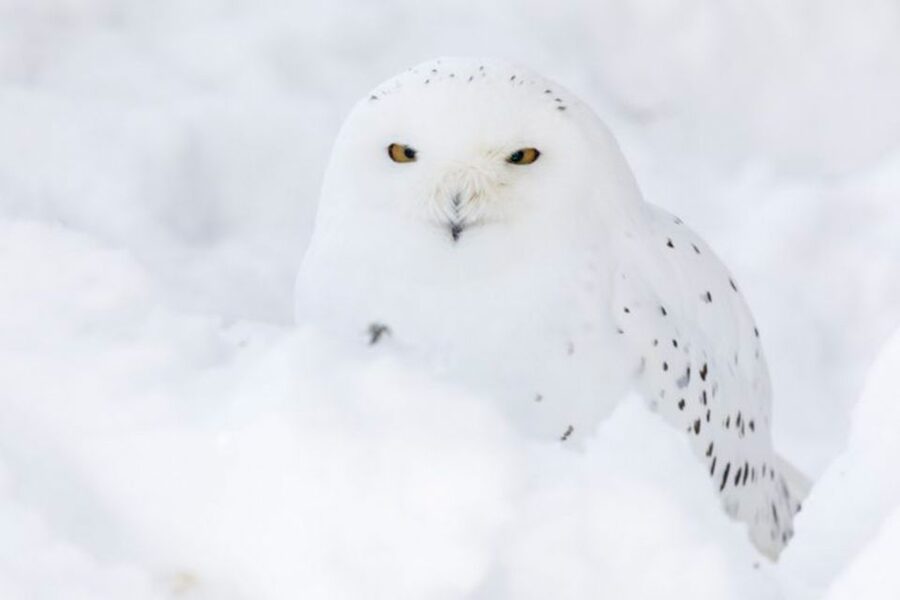Rovaniemi: Ranua Zoo Ticket with Walking Tour and Lunch - Arctic spotting tips, from real guide styles