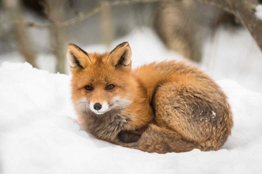 Rovaniemi: Ranua Zoo Ticket with Walking Tour and Lunch - Lunch at the zoo restaurant, plus how to avoid the crowd trap