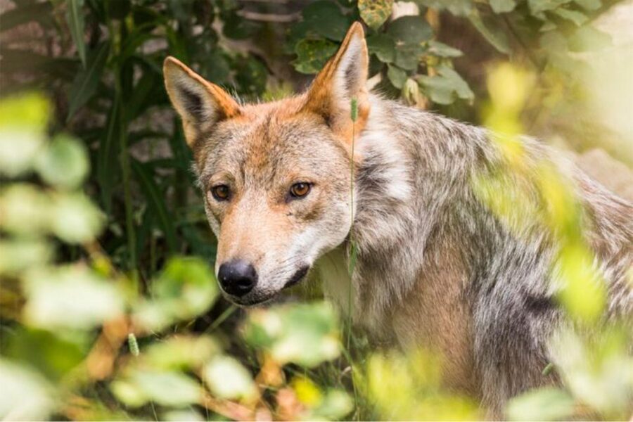 Rovaniemi: Ranua Zoo Ticket with Walking Tour and Lunch - Weather, clothing, and what can affect animal visibility