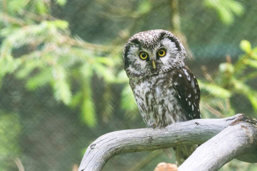 Rovaniemi: Ranua Zoo Ticket with Walking Tour and Lunch - Who this tour fits best, and who should skip it
