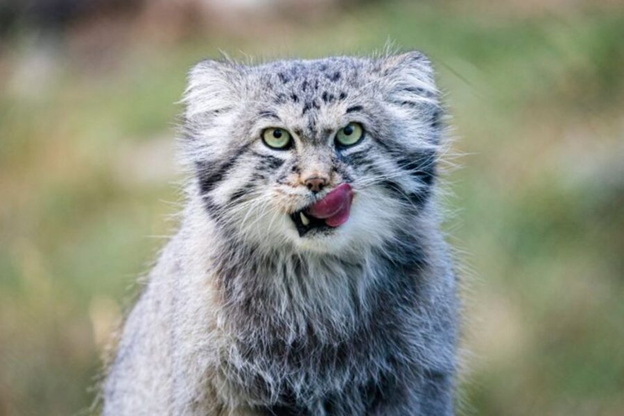 Rovaniemi: Ranua Zoo Ticket with Walking Tour and Lunch - Price and value: what $152 really buys you