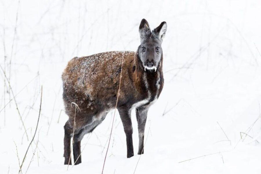 Rovaniemi: Ranua Zoo Ticket with Walking Tour and Lunch - Your time at Ranua Zoo: how to make 1.5 hours work