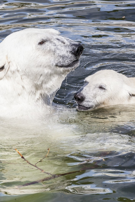 Rovaniemi: Ranua Zoo Visit with Lunch - Key Highlights You Should Know