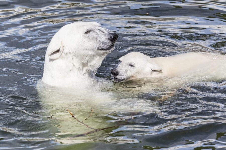 Rovaniemi: Ranua Zoo Visit with Lunch - Why Ranua Zoo Is a Big Deal in the Arctic