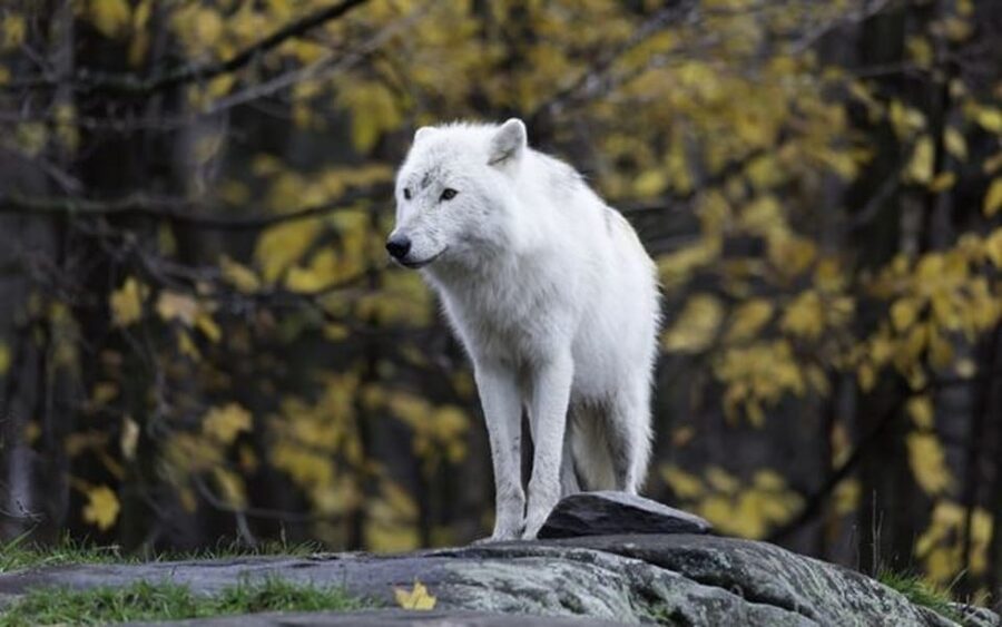 Rovaniemi: Ranua Zoo Visit with Lunch - Lappish Lunch Buffet and the Chocolate Shop Stop