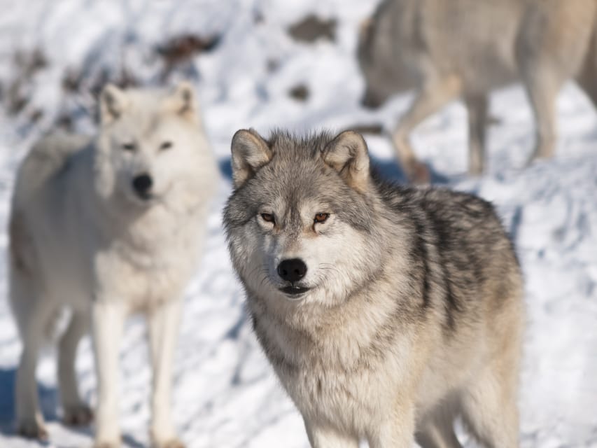 Rovaniemi: Ranua Zoo Visit with Lunch - Guide Quality and the Reality of 6.5 Hours