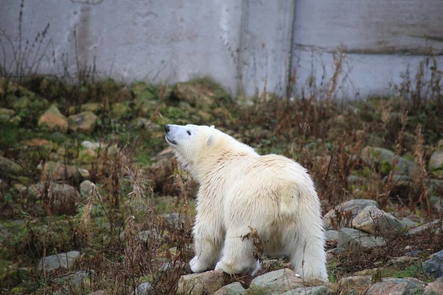 Rovaniemi: Ranua Zoo Wildlife Park Tour with hotel pickup - Key Highlights at a Glance