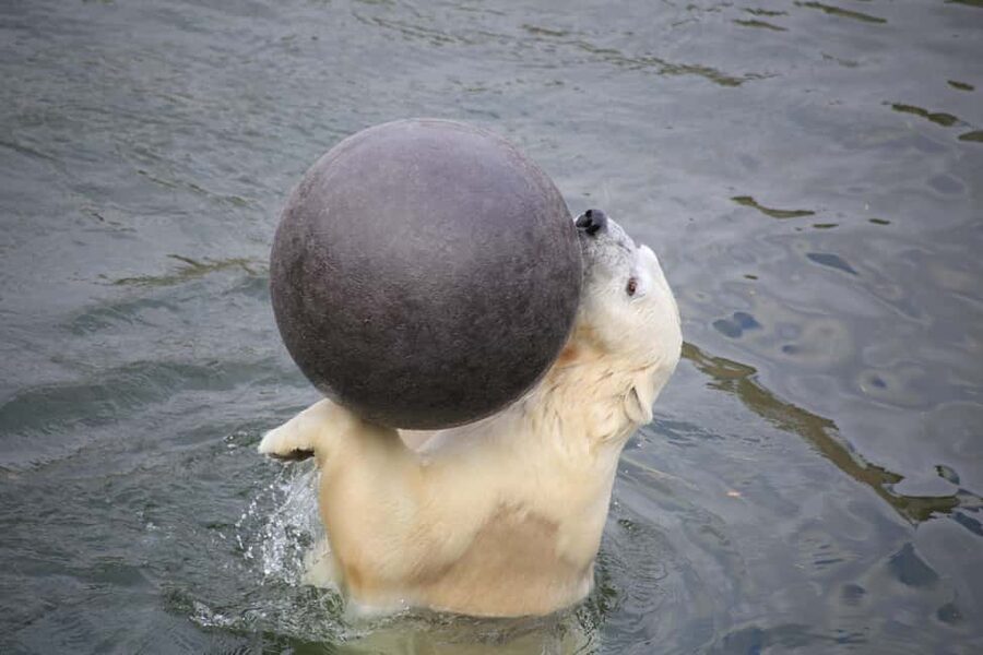 Rovaniemi: Ranua Zoo Wildlife Park Tour with hotel pickup - Why Ranua Zoo Wildlife Park Feels Like the Right Arctic Day Trip