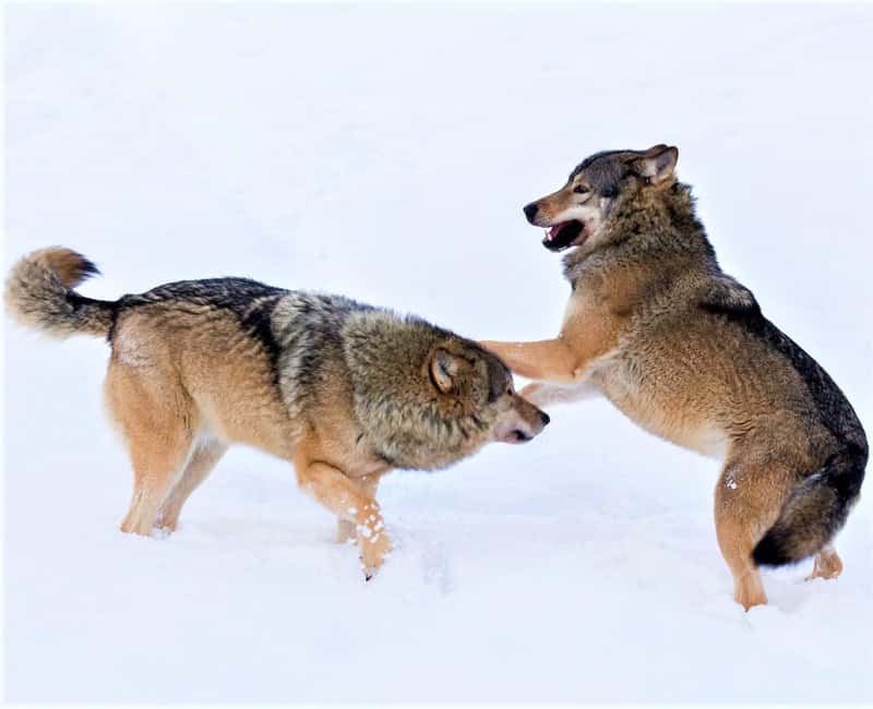 Rovaniemi: Ranua Zoo Wildlife Park Tour with hotel pickup - Arriving at Ranua Zoo: Entrance Tickets, Tips, and a Smooth Start