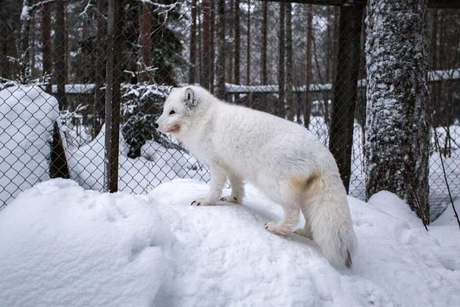 Rovaniemi: Ranua Zoo Wildlife Park Tour with hotel pickup - The 2.5 km Zoo Trail: How the Walking Time Actually Works