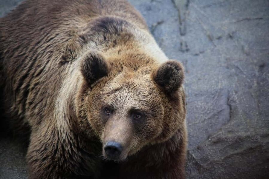 Rovaniemi: Ranua Zoo Wildlife Park Tour with hotel pickup - Hotel Pickup and the 50-Minute Drive Through Finnish Countryside