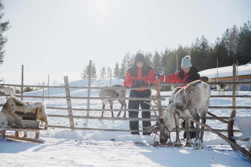 Rovaniemi: Reindeer Experience with Sleigh Ride - Key Highlights Worth Your Time