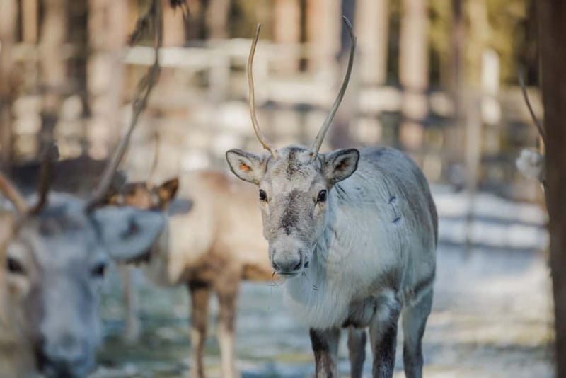 Rovaniemi: Reindeer Experience with Sleigh Ride - Reindeer Manor: Meeting the Herd and Learning the Herding Lifestyle