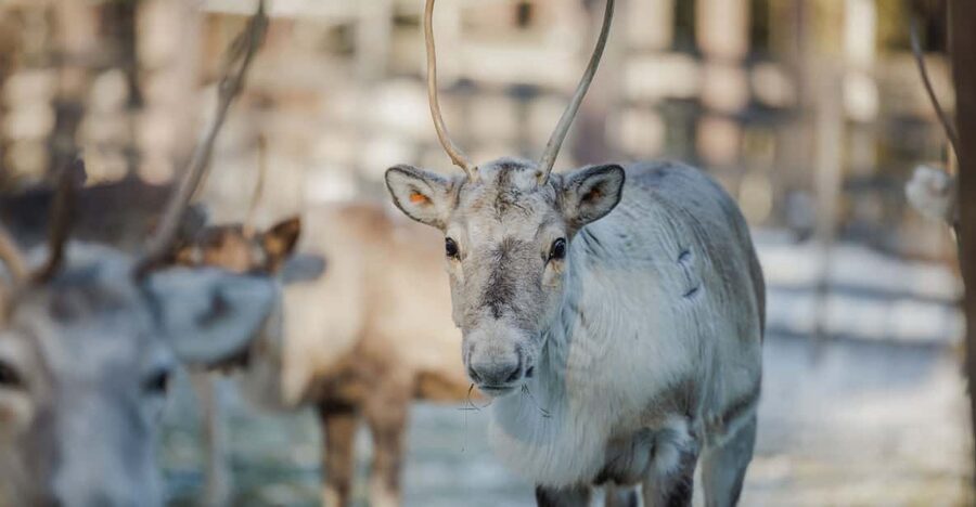 Rovaniemi: Reindeer Experience with Sleigh Ride - Price and Value: Is $102 for 2.5 Hours Worth It?