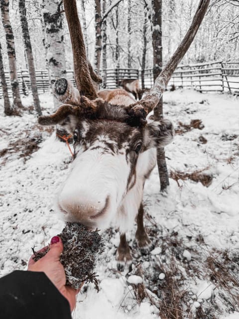 Rovaniemi: Reindeer Experience with Sleigh Ride - Should You Book This Tour in Rovaniemi?