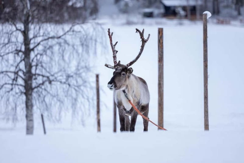 Rovaniemi: Reindeer Experience with Sleigh Ride - Winter Overalls, Boots, and Gloves: The Cold-Weather Advantage