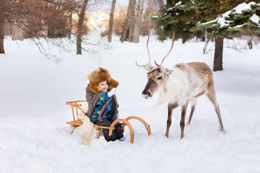 Rovaniemi: Reindeer Farm Tour with Sledge Ride & Pickup - Key things to know before you go