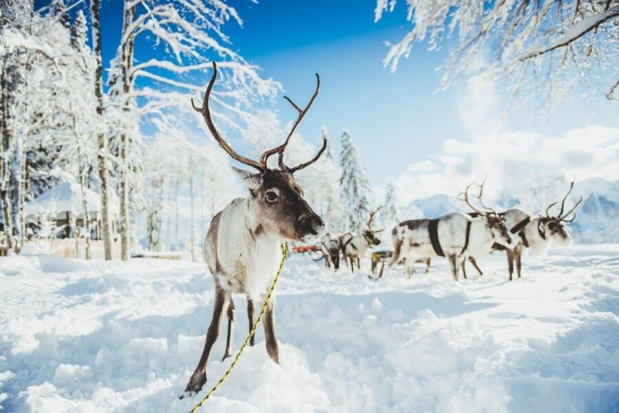 Rovaniemi: Reindeer Farm Tour with Sledge Ride & Pickup - Door-to-door pickup in Rovaniemi, and why timing matters