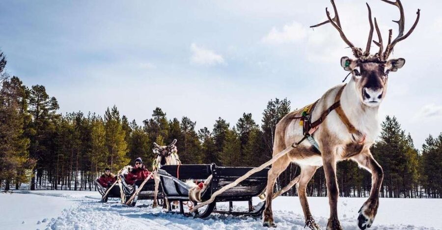 Rovaniemi: Reindeer Farm Tour with Sledge Ride & Pickup - The sledge ride and driving your own team, snow permitting