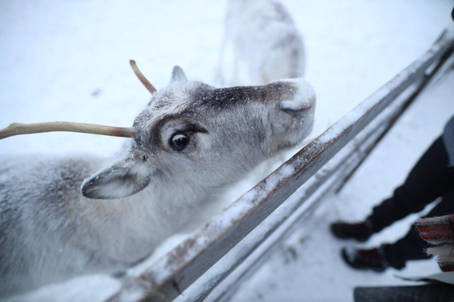 Rovaniemi: Reindeer Farm Tour with Sledge Ride & Pickup - Who should book this reindeer farm tour, and who should skip it