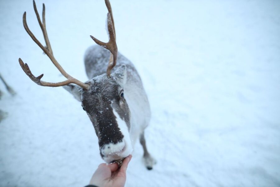 Rovaniemi: Reindeer Farm Tour with Sledge Ride & Pickup - FAQ