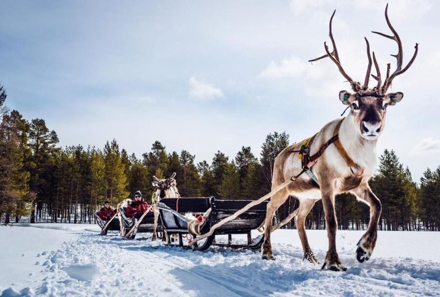 Rovaniemi: Reindeer Farm Tour with Sledge Ride & Pickup - Arriving at a classic reindeer farm: feeding, petting, and herder stories