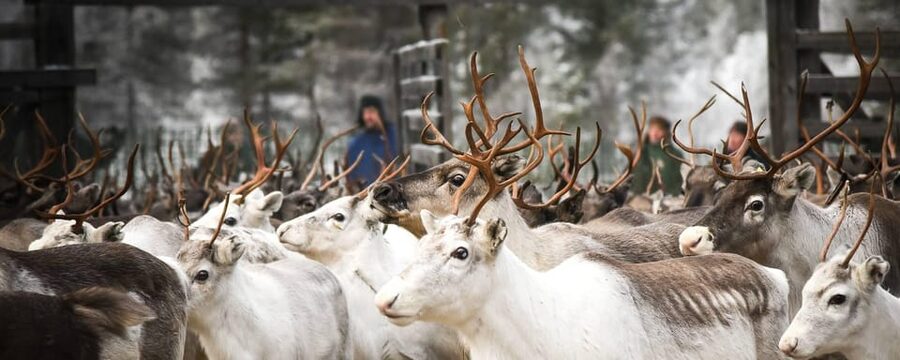Rovaniemi: Reindeer Farm Visit and Sleigh Ride with transfer - Key Highlights You Should Actually Care About